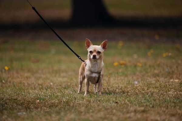 Cultivating Joy and Connection: The Mental Health Benefits of Community Gardening in Urban Areas